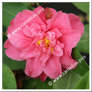Camellia Japonica 'Jardin des Lakas'