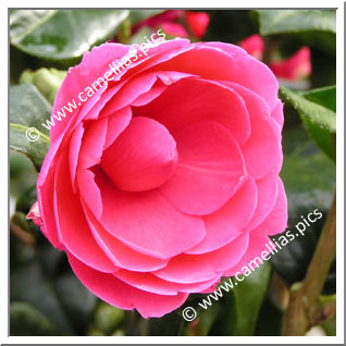 Camellia Hybride C.x williamsii 'Jean Claris'