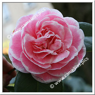 'Jean Clere'