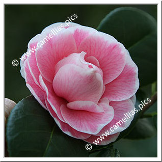 Camellia Japonica 'Jean Clere'