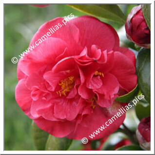 Camellia Japonica 'Jean-Jacques Audubon'