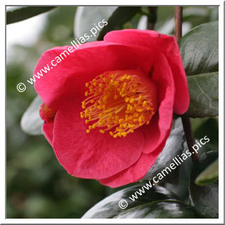 Camellia Japonica 'Jean Laborey'