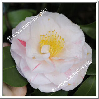 Camellia Japonica 'Jean Lyne'