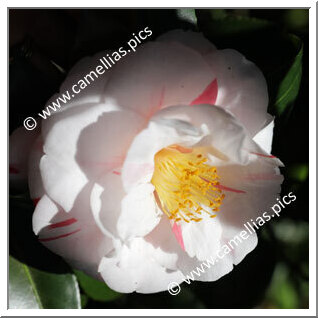 'Jean Lyne'