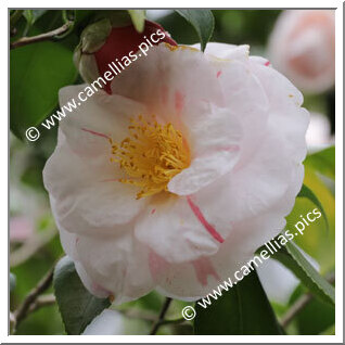 Camellia Japonica 'Jean Lyne'