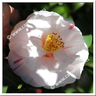 Camellia Japonica 'Jean Lyne'