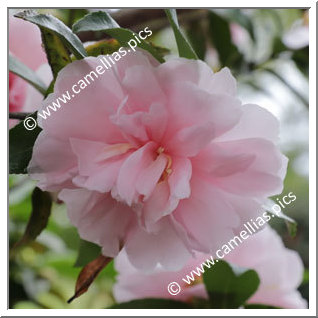 Camellia Sasanqua 'Jean May'