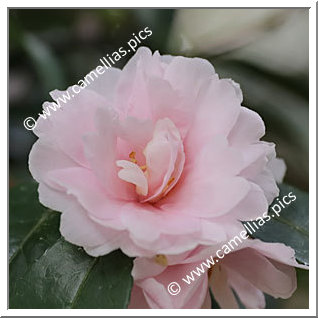 Camellia Sasanqua 'Jean May'