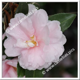 Camellia Sasanqua 'Jean May'
