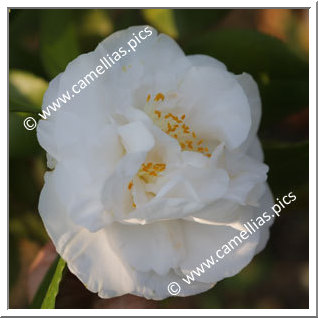 Camellia Japonica 'Jean Milhet'