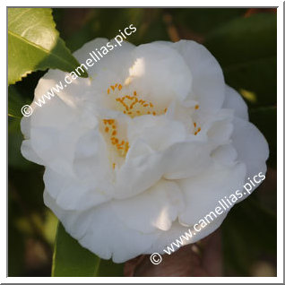 Camellia Japonica 'Jean Milhet'