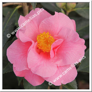 Camellia Reticulata 'Jean Morel'