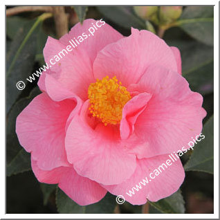 'Jean Morel'