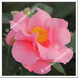 Camellia Reticulata 'Jean Morel'