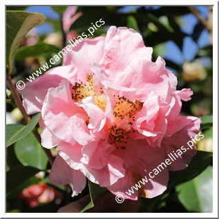 Camellia Hybride 'Jean Pursel'