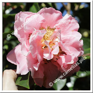 Camellia Hybride 'Jean Pursel'