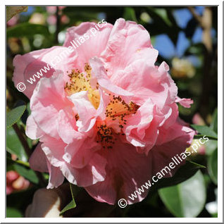 Camellia Hybrid 'Jean Pursel'