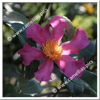 Camellia Sasanqua 'Jeanne Charlotte'