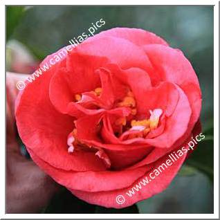 Camellia Japonica 'Jeffrey Hood'