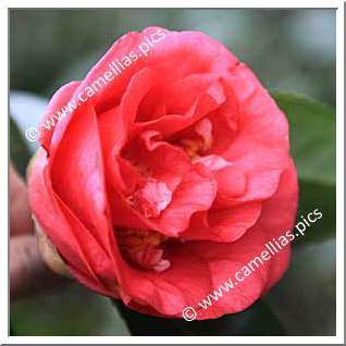 Camellia Japonica 'Jeffrey Hood'