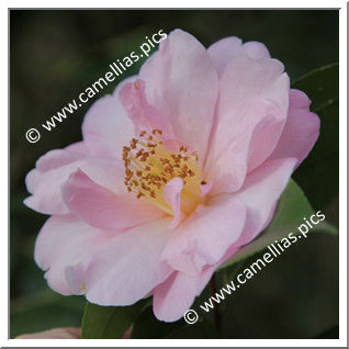 Camellia Hybrid C.x williamsii 'Jenefer Carlyon'