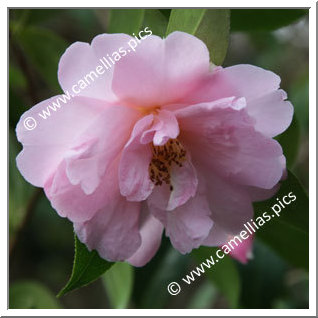 Camellia Hybride C.x williamsii 'Jenefer Carlyon'