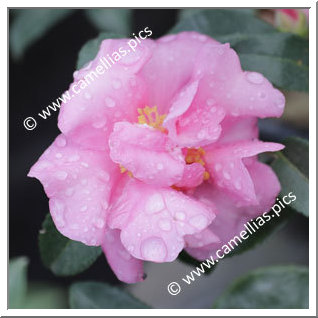 Camellia Sasanqua 'Jennifer Susan'