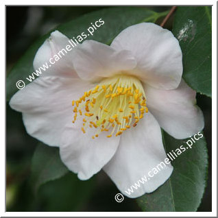 'Jennifer Turnbull'