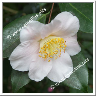 Camellia Japonica 'Jennifer Turnbull'