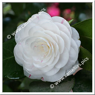 Camellia Japonica 'Jenny Lind'