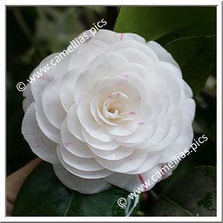 Camellia Japonica 'Jenny Lind'