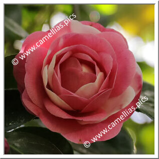 Camellia Japonica 'Jeronymo da Costa'