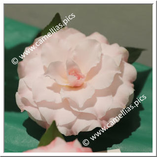 Camellia Japonica 'Jerry Donnan'