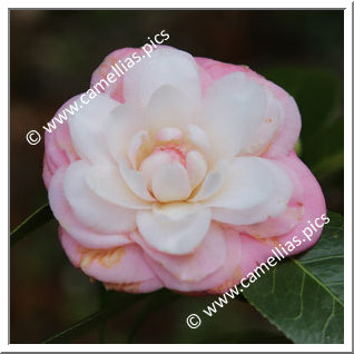 'Jessie Conner'