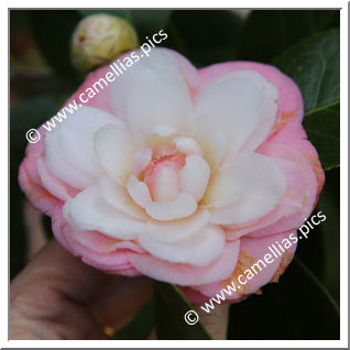 Camellia Japonica 'Jessie Conner'