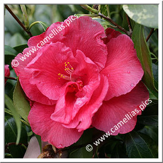 Camellia Japonica 'Jessie Katz'