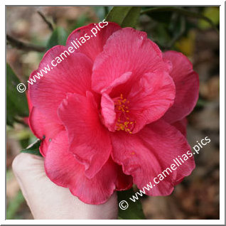 Camellia Japonica 'Jessie Katz'