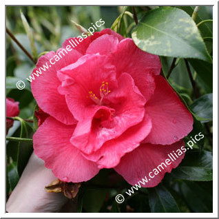 Camellia Japonica 'Jessie Katz'