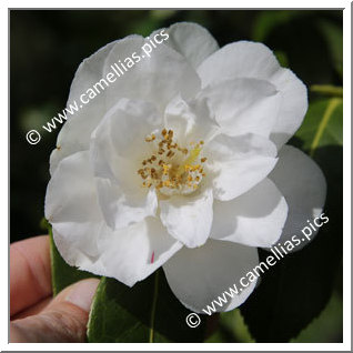 Camellia Hybrid C.x williamsii 'Jill Totty '