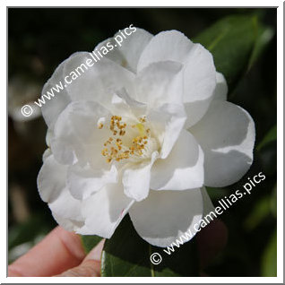 Camellia Hybrid C.x williamsii 'Jill Totty '