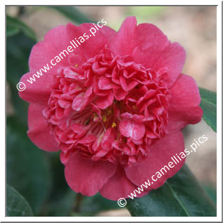 Camellia Japonica 'Jingle Bells'