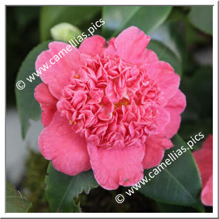 Camellia Japonica 'Jingle Bells'