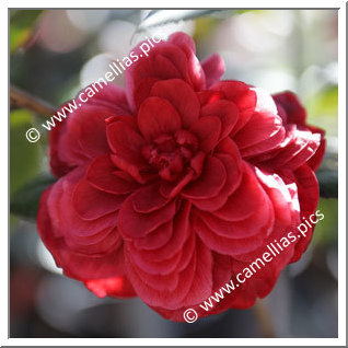 Camellia Japonica 'Jinhua Meinü'