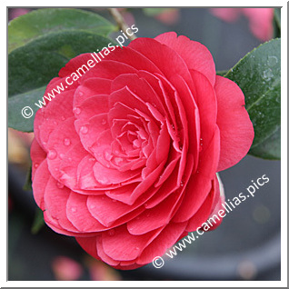 Camellia Japonica 'Jiuqu'