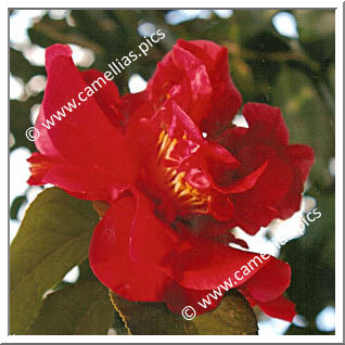 Camellia Japonica 'J.L Scivicque'
