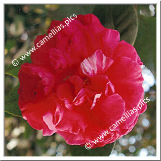 Camellia Japonica 'J.L Scivicque'