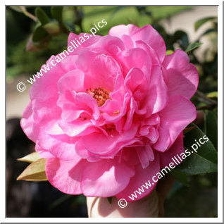 Camellia Hybride C.x williamsii 'Joan Trehane'