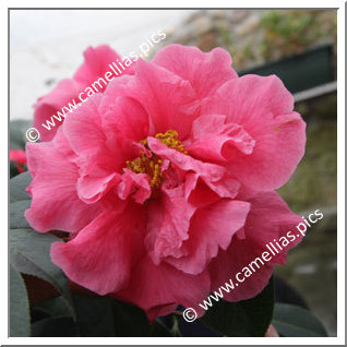 Camellia Hybrid C.reticulata  'John Hunt'