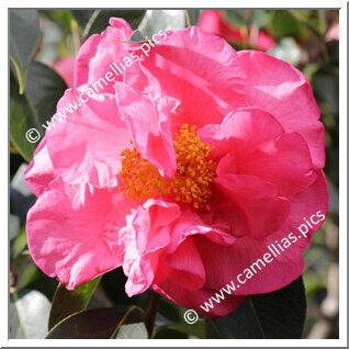 Camellia Hybrid C.reticulata  'John Hunt'