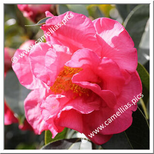 Camellia Hybride C.reticulata 'John Hunt'